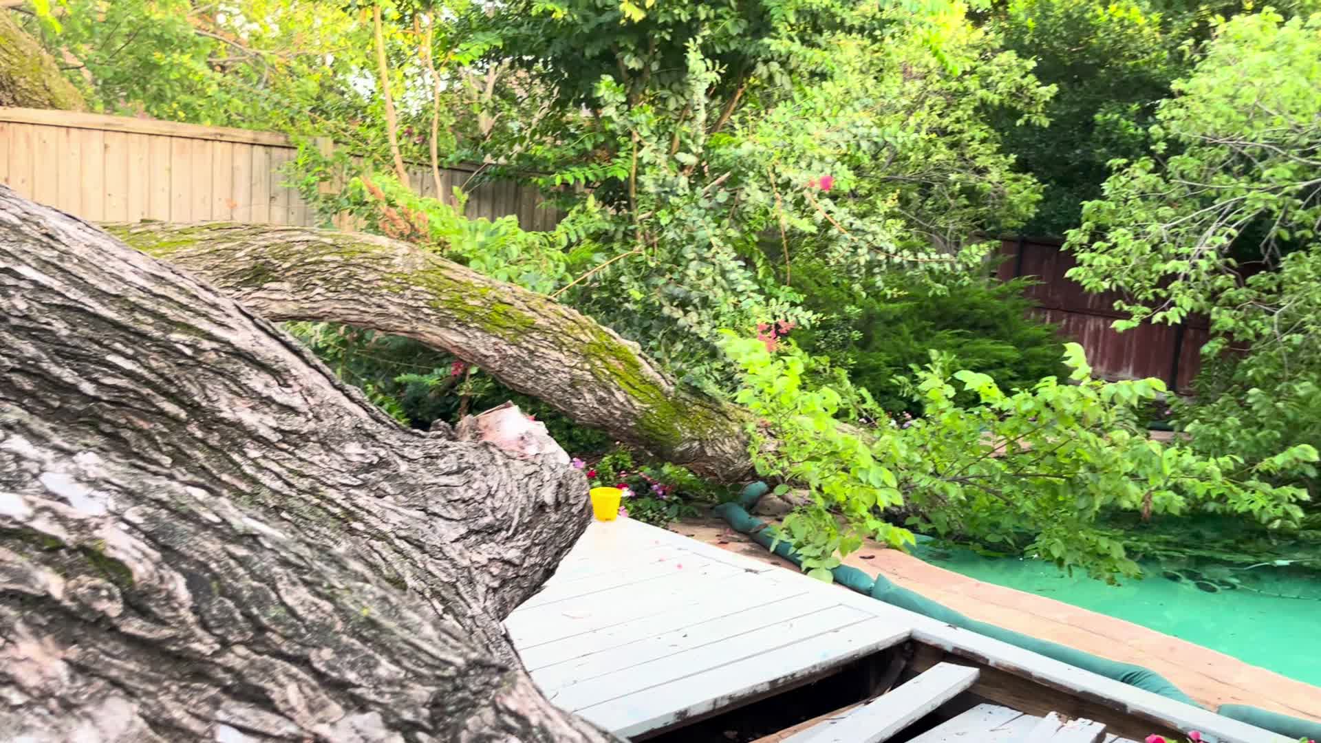 Tree Damage thumbnail